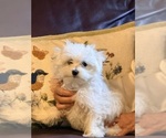 Small #6 Maltese