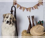 Small #8 Anatolian Shepherd-Great Pyrenees Mix
