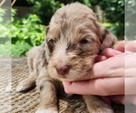 Small #5 F2 Aussiedoodle