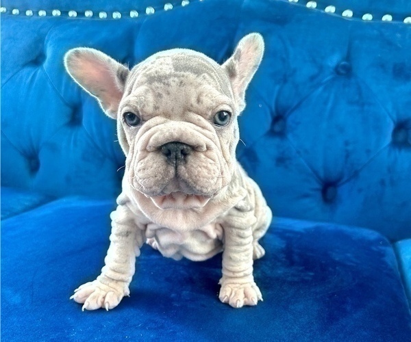Medium Photo #2 French Bulldog Puppy For Sale in BERKELEY, CA, USA