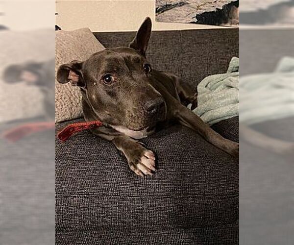 Medium Photo #4 American Bulldog-American Staffordshire Terrier Mix Puppy For Sale in Dana Point, CA, USA