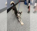 Small #2 Siberian Husky Mix