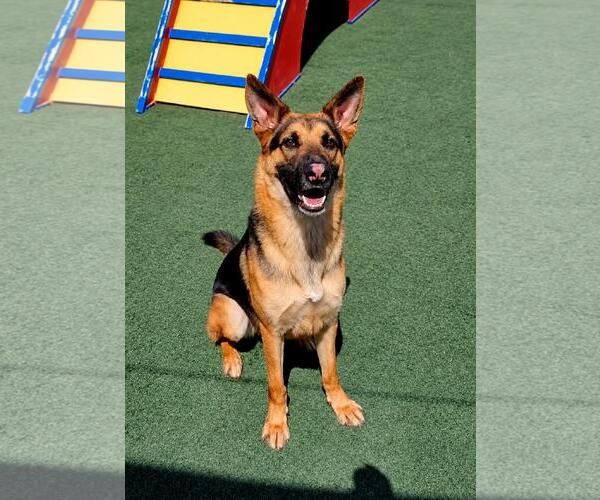 Medium Photo #18 German Shepherd Dog-Unknown Mix Puppy For Sale in Rockwall, TX, USA