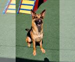 Small #17 German Shepherd Dog Mix