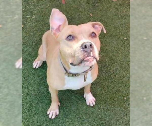 Medium Photo #7 American Pit Bull Terrier-Labrador Retriever Mix Puppy For Sale in Rockwall, TX, USA