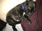 Small Photo #1 Cane Corso Puppy For Sale in TEMPE, AZ, USA