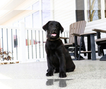 Small #9 Labrador Retriever