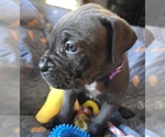 Small Photo #23 Cane Corso Puppy For Sale in HENRY, VA, USA