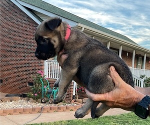 Medium Belgian Malinois