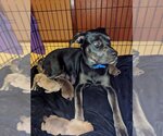 Small Photo #2 Labrottie Puppy For Sale in Waterloo, IA, USA