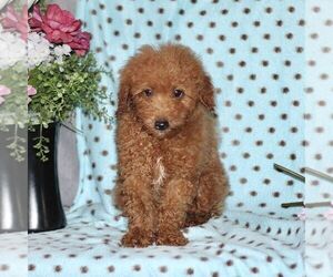 Maltipoo Puppy for Sale in RISING SUN, Maryland USA