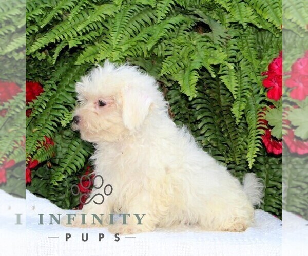 Medium Photo #2 Maltese Puppy For Sale in RISING SUN, MD, USA