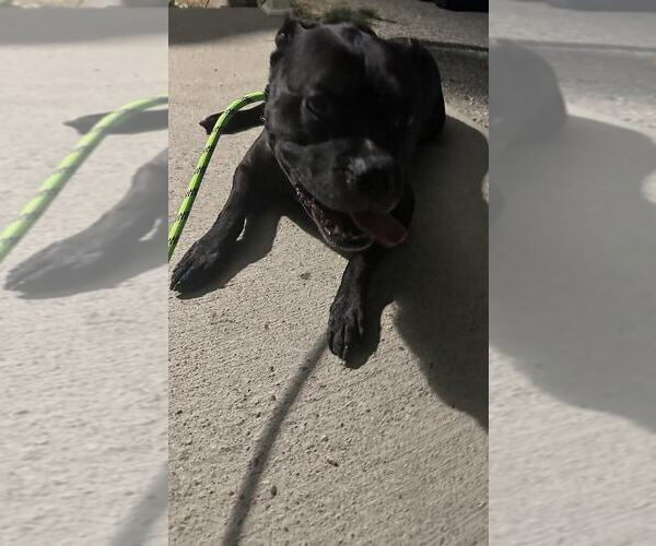 Medium Photo #4 Bullboxer Pit Puppy For Sale in Evansville, IN, USA
