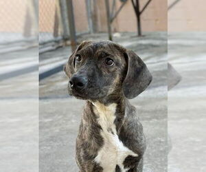 Plott Hound-Unknown Mix Dogs for adoption in Brewster, NY, USA