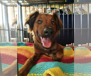 Shylo - Male Irish Setter-Unknown Mix Dog for Adoption - Photo #2