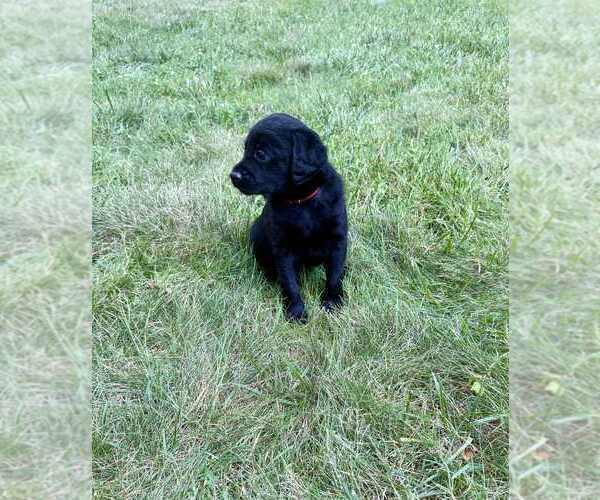 Medium Photo #4 Aussiedoodle-Labradoodle Mix Puppy For Sale in BRYANTOWN, MD, USA