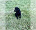 Small #3 Aussiedoodle-Labradoodle Mix