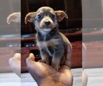 Small #5 Chorkie-Yorkshire Terrier Mix