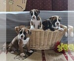 Small Photo #2 Boxer Puppy For Sale in NEW HOLLAND, PA, USA
