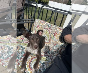 Mutt Dogs for adoption in Woodbury, NY, USA