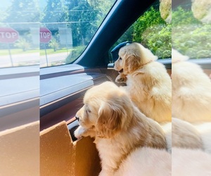 Golden Retriever Puppy for sale in GAINESVILLE, GA, USA