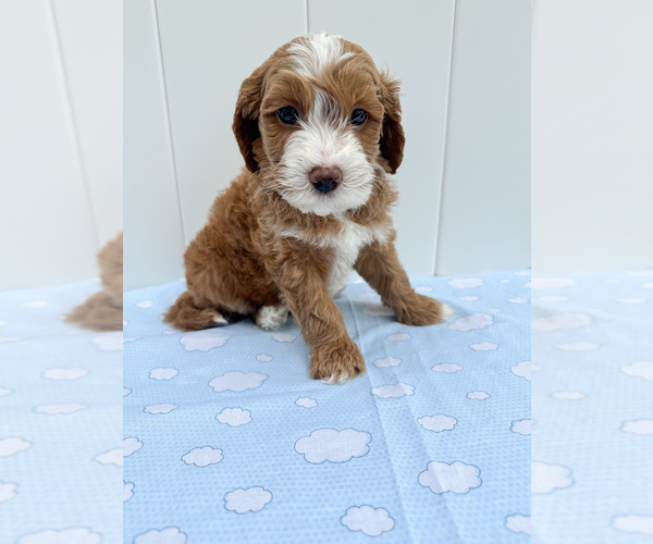 Medium Photo #1 Goldendoodle mix (+ Poodle Miniature) Puppy For Sale in CHESAPEAKE, VA, USA