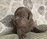 Puppy Bart Labrador Retriever