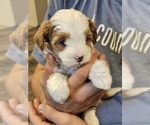 View Ad: Miniature Bernedoodle Litter of Puppies for Sale near Missouri ...