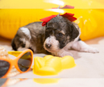 Small Photo #2 Bernedoodle Puppy For Sale in PEYTON, CO, USA