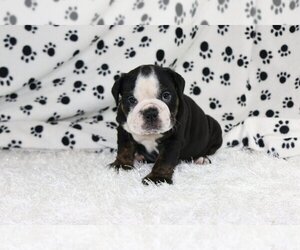 Medium English Bulldog