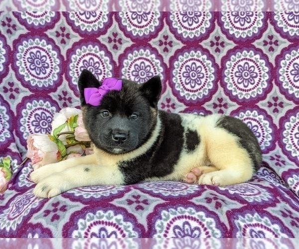 Medium Photo #4 Akita Puppy For Sale in AIRVILLE, PA, USA