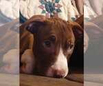 Small Mutt