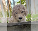 Small Photo #9 Goldendoodle Puppy For Sale in EL MIRAGE, AZ, USA