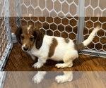 Small Photo #2 Dachshund Puppy For Sale in TRENTON, TN, USA