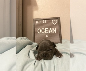 French Bulldog Puppy for Sale in SCURRY, Texas USA
