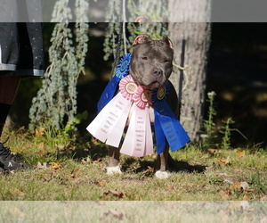 Mother of the American Bully puppies born on 02/28/2024