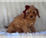 Small #2 Cavapoo-Poodle (Miniature) Mix