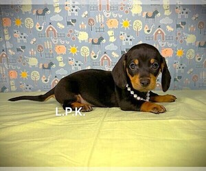Dachshund Puppy for sale in WINNSBORO, LA, USA