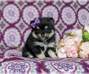 Pomeranian Puppy for sale in CHRISTIANA, PA, USA