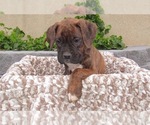 Small Photo #7 Boxer Puppy For Sale in BANNING, CA, USA