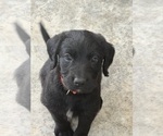 Puppy Orange Male Labradoodle