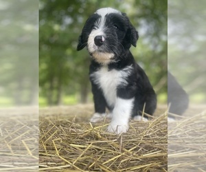Aussiedoodle Puppy for sale in KENSINGTON, OH, USA