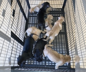 American Pit Bull Terrier-Masti-Bull Mix Puppy for sale in MASCOTTE, FL, USA