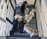 Small Photo #1 American Pit Bull Terrier-Masti-Bull Mix Puppy For Sale in MASCOTTE, FL, USA