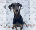 Small #3 Doberman Pinscher