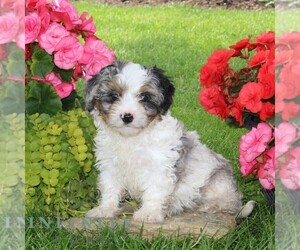 Cavapoo Puppy for sale in KIRKWOOD, PA, USA