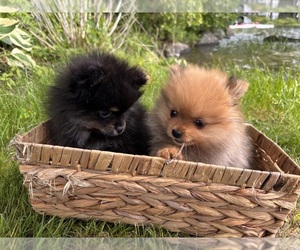 Pomeranian Litter for sale in AUGUSTA, ME, USA