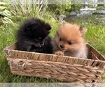 Small Pomeranian
