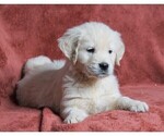 Small Photo #5 Golden Retriever Puppy For Sale in FREDERICKSBG, OH, USA