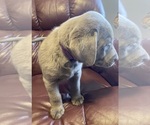Small Photo #3 Labrador Retriever Puppy For Sale in BOALSBURG, PA, USA